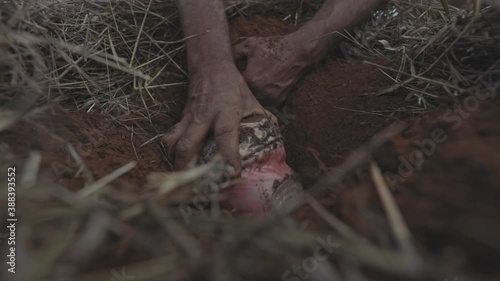 Planting a banana base root or corm in fertile soil and hay mulch on an organic farm photo