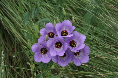 Texas bluebell flower III