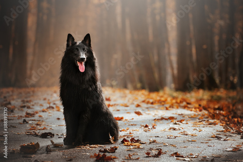 autumn action portrait of black dog belgian sheperd groenendael in the forest photo