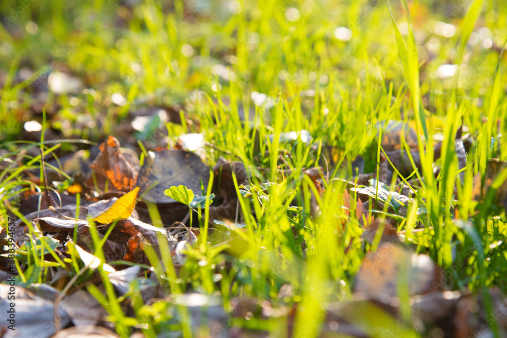 Green Autumn Grass Meadow Close-Up With Bright Sunlight and Leaves. Spring Background. Sunny Autumn Background with leaves in a grass in bright sunshine Green Autumn Grass Meadow Close-Up With Bright Sunlight and Leaves. Spring Background. Sunny Autumn Background with leaves in a grass in bright sunshine