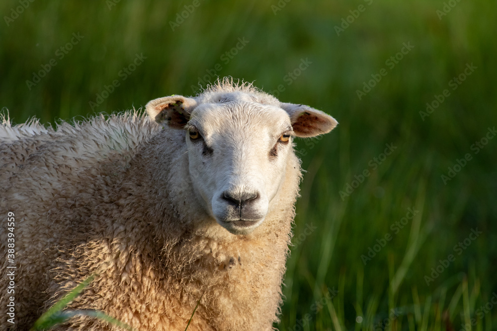 Schaf in den Niederlande