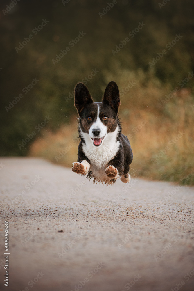 Action portrait of tricolour welsh corgi cardigan in grass on sunrise Action portrait of tricolour welsh corgi cardigan in grass on sunrise