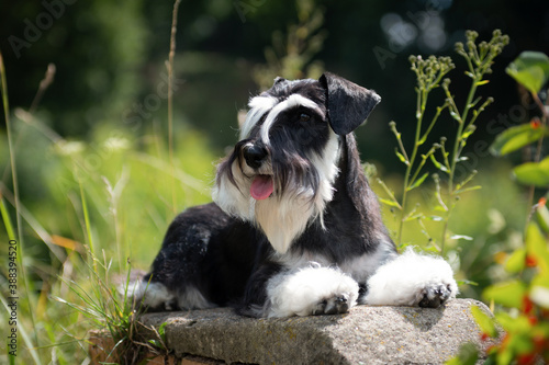 Cuadro en lienzo Miniature schnauzer dog laying near bushes in summer outdoors