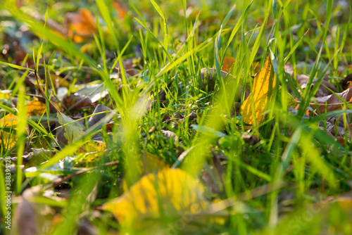 Green Autumn Grass Meadow Close-Up With Bright Sunlight and Leaves. Spring Background. Sunny Autumn Background with leaves in a grass in bright sunshine