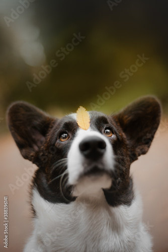 Close-up portrait of tricolour welsh corgi cardigan in forest with yellow leave © Мария Калинина