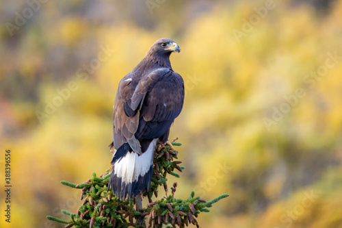 Close up golden eagle portrait at Denali National Park in Alaska