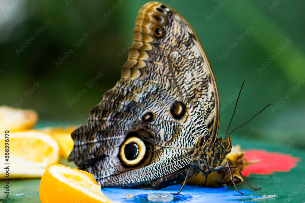 Fototapeta premium Butterflies