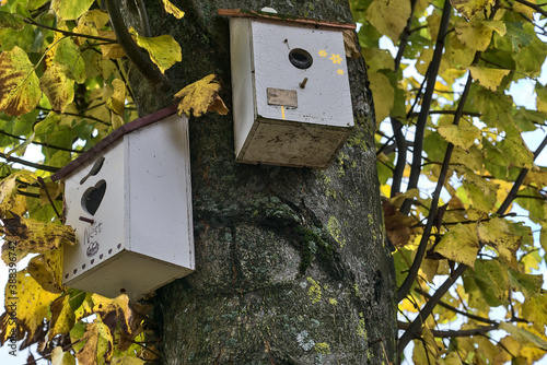 Two beautiful gray old wooden bird houses on linden tree with yellow and green autumn leaves, Ballinteer, Dublin, Ireland photo