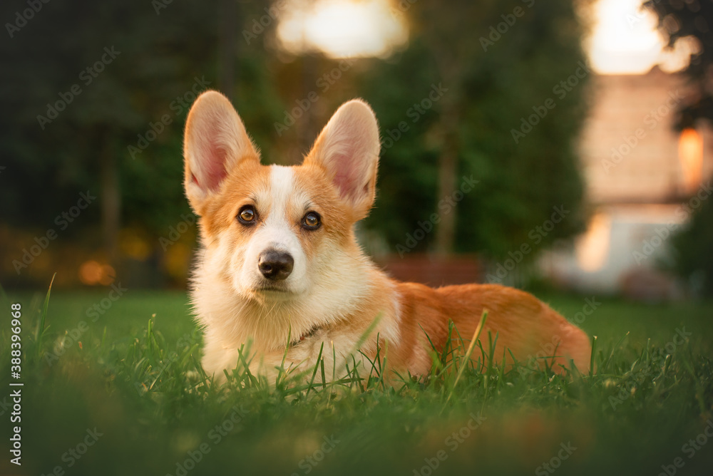 Portrait of male tricolour welsh corgi pembrock on sunrise in grass Portrait of male tricolour welsh corgi pembrock on sunrise in grass
