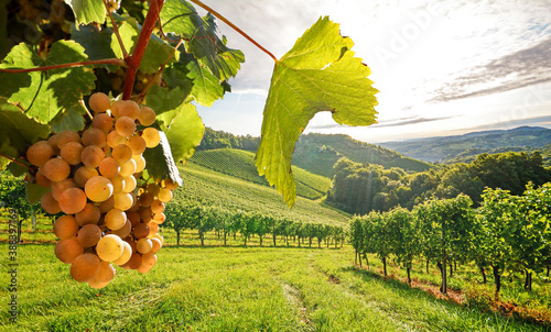 Old vineyards with white wine grapes in the Tuscany wine region near a winery before harvest in autumn, Italy Europe photo