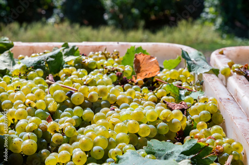 Close-up of white grape harvest under the sun background photo