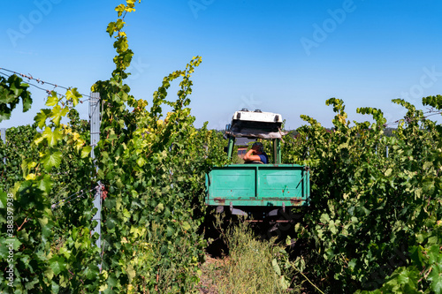 Gathering the grape harvest in the vineyard on the little car