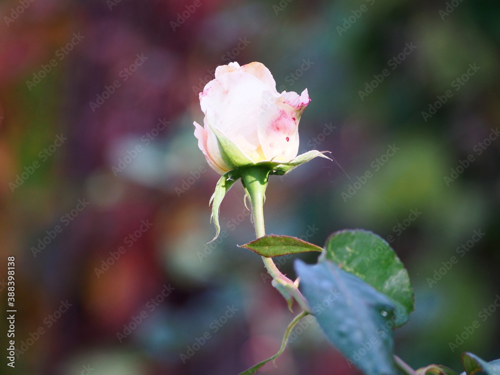 white rose flower with a touch of pink on a red green background, garden flowers in the sunshine white rose flower with a touch of pink on a red green background, garden flowers in the sunshine