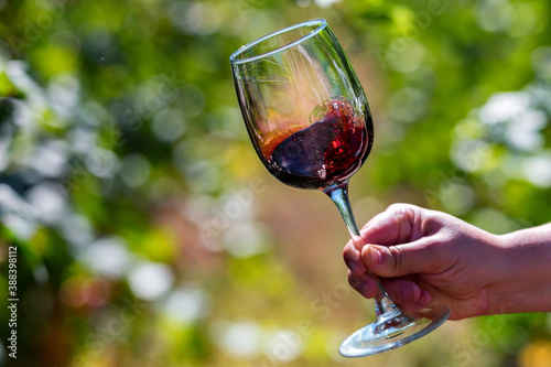 Hand holds glass with red wine next to grapes in vineyard