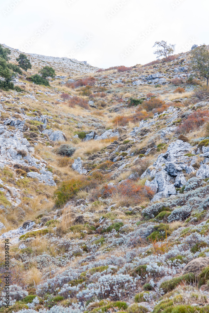 La Maroma, montaña y pico del Parque Natural de Las Sierras de Tejeda, Almijara y Alhama, naturaleza, campo y animales entre Málaga y Granada, en la comunidad de Andalucía, país de España