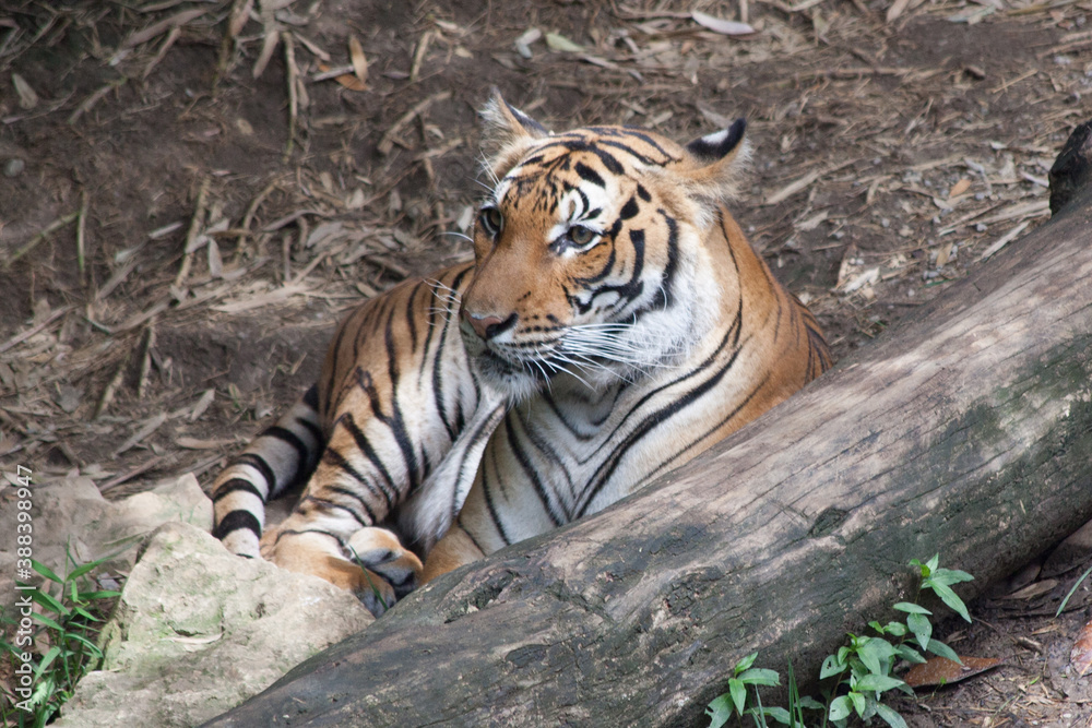 Tiger outdoors in nature