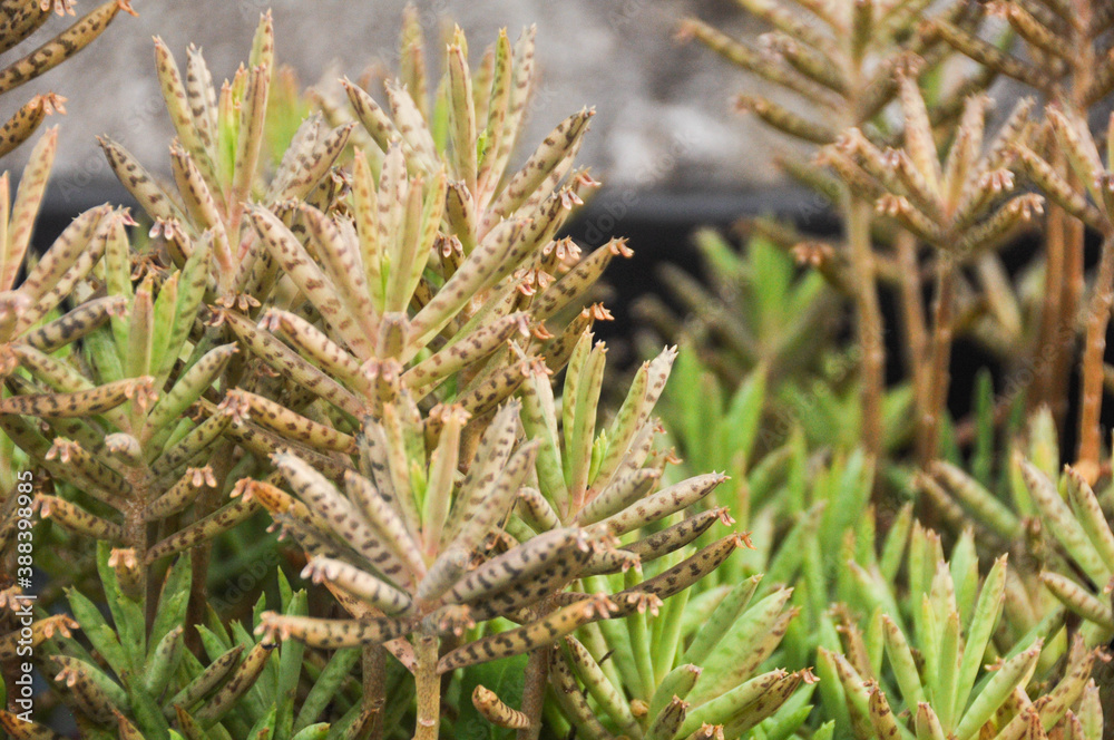Succulent texture. little plants garden close up. Succulent texture. little plants garden close up.