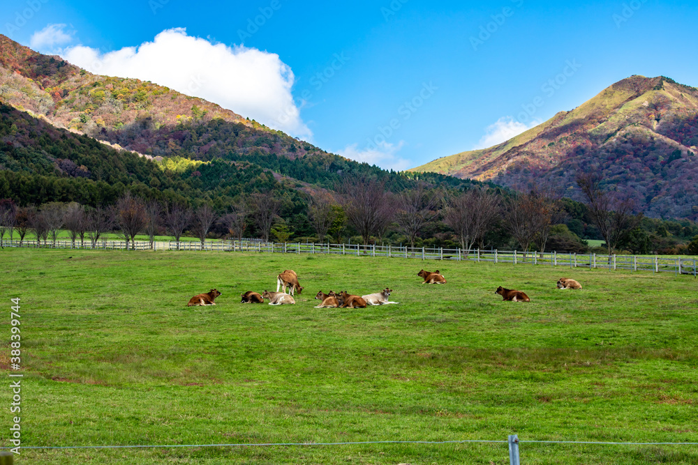 Fototapeta premium 岡山 蒜山高原 牧場の牛