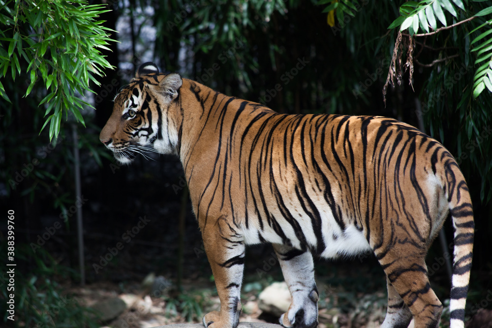 Obraz premium Tiger outdoors in nature