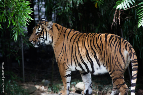 Tiger outdoors in nature