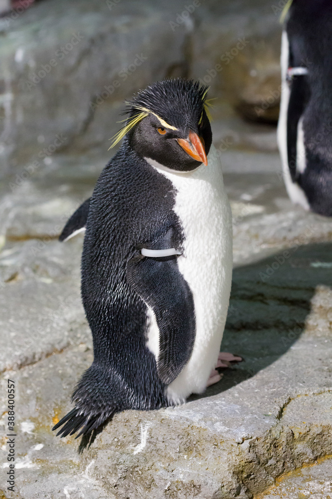 Naklejka premium イワトビペンギン