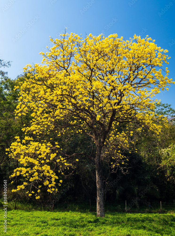 Naklejka premium arvore