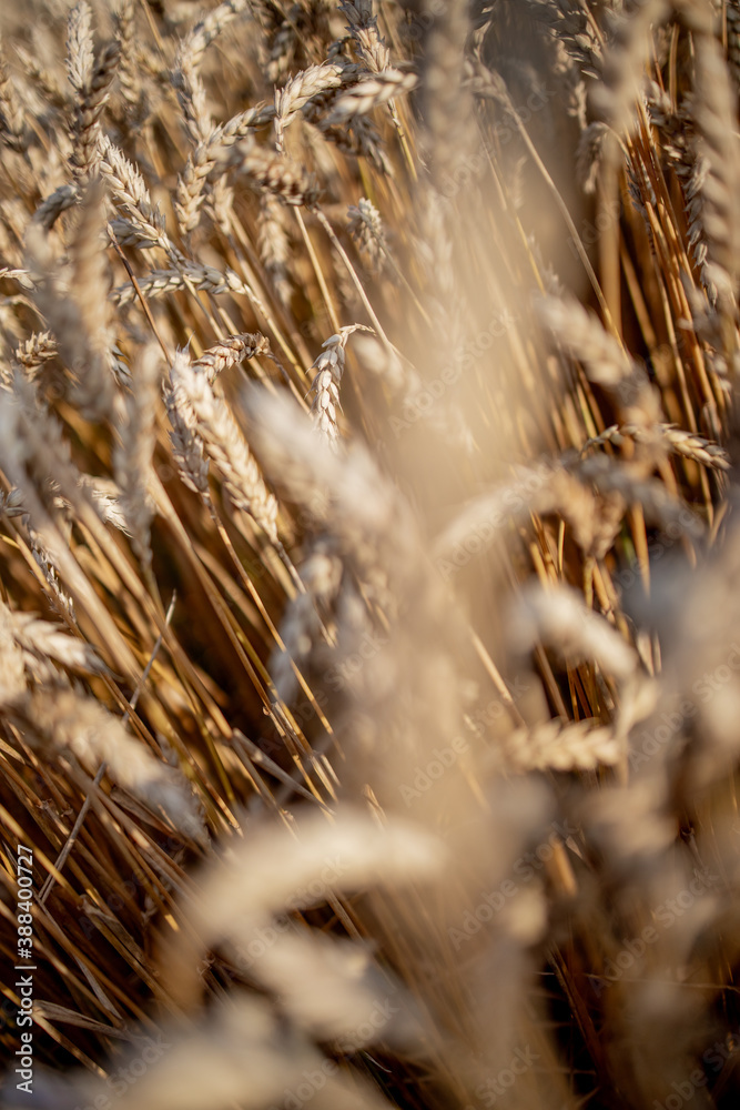 Fototapeta premium Gold Wheat Field. Beautiful Nature Sunset Landscape. Background of ripening ears of meadow wheat field. Concept of great harvest and productive seed industry