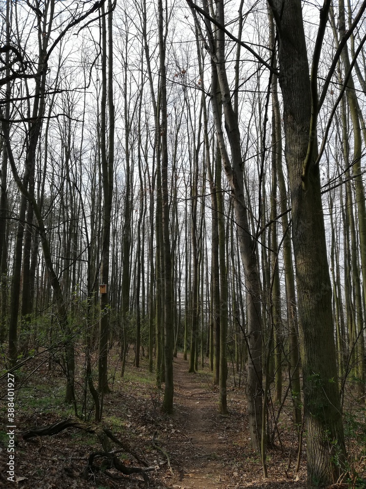 trees in the forest