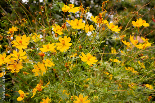 background with beautiful yellow flowers and bee in the garden