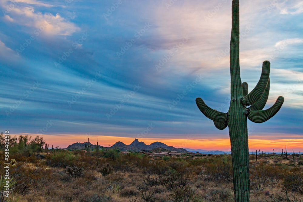 Lone Cactus At Sunset Time In Scottsdale AZ