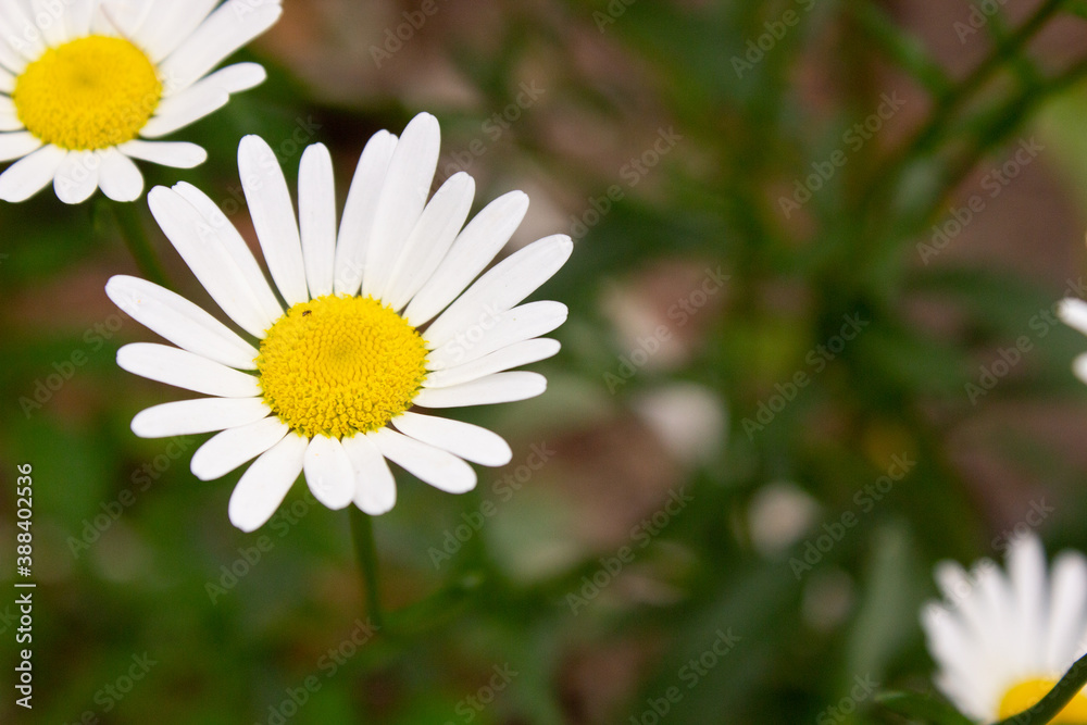 background with beautiful daisies
in the garden background with beautiful daisies
in the garden