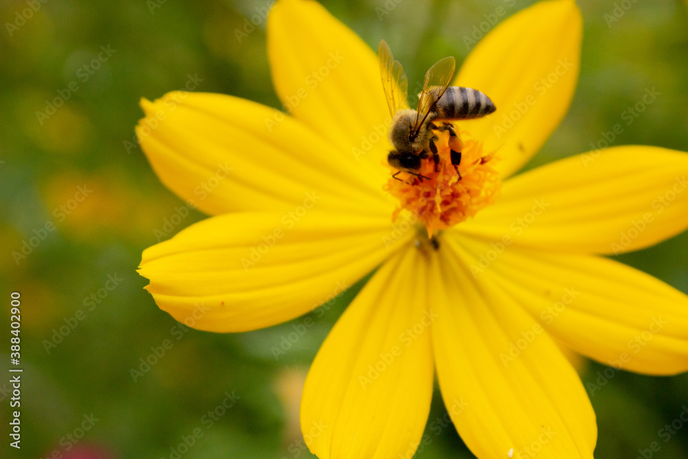 background with beautiful yellow flowers and bee in the garden background with beautiful yellow flowers and bee in the garden