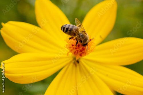 background with beautiful yellow flowers and bee in the garden