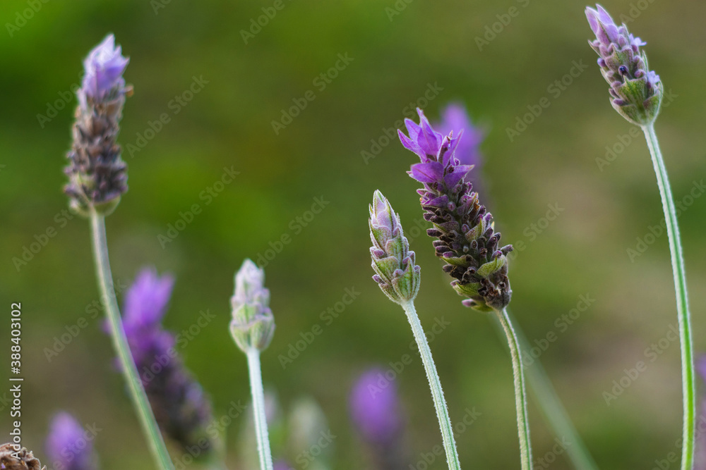 Fototapeta premium lavander