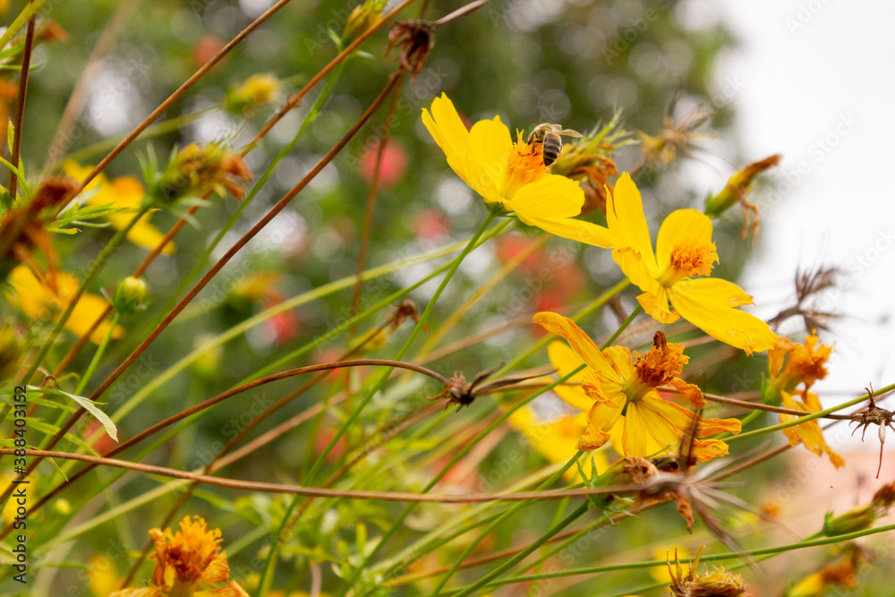 background with beautiful yellow flowers and bee in the garden background with beautiful yellow flowers and bee in the garden