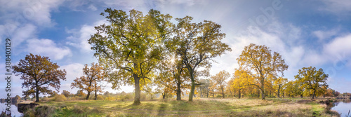 Beautiful autumn forest or park of oak grove with clumsy branches near river in gold autumn. hdri panorama with bright sun shining through the trees.