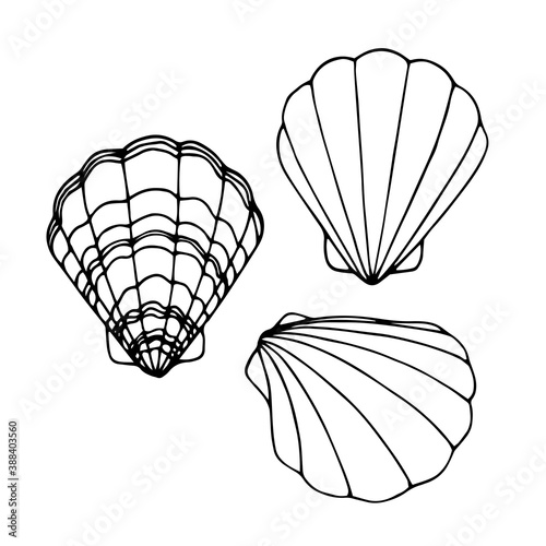 scallop in a shell, delicious seafood, element of ornament, menu decoration, vector illustration with black contour ink lines isolated on a white background in a doodle & hand drawn style