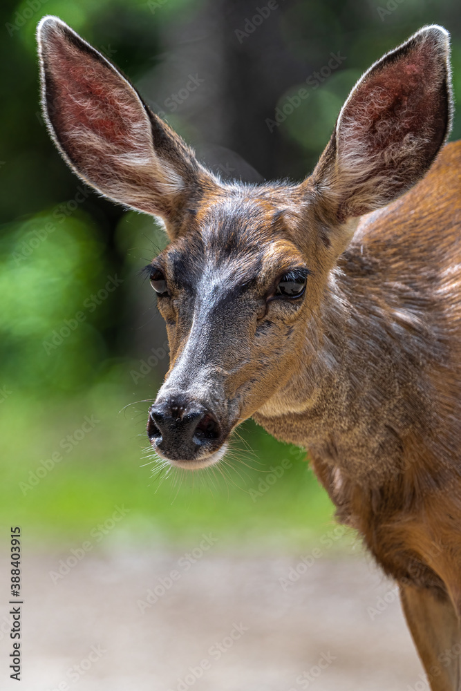 Fototapeta premium Mule Deer (Odocoileus hemionus) in Idaho, USA