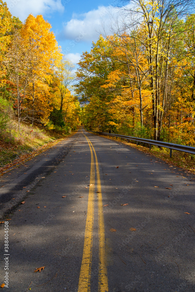 road in the autumn forest road in the autumn forest