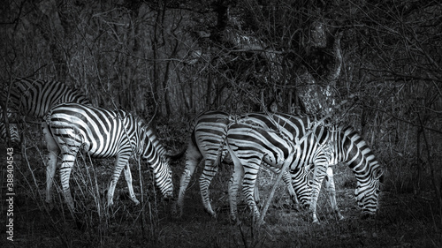 zebras in the wild