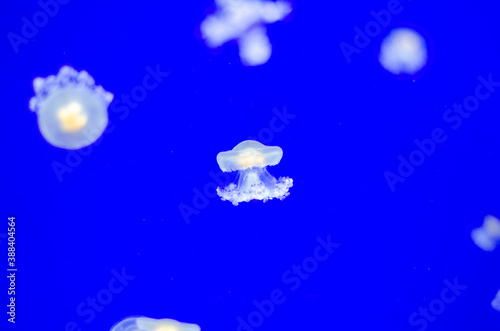 Fototapeta Naklejka Na Ścianę i Meble -  Jellyfish