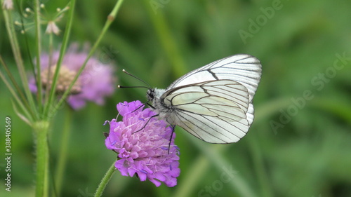 farfalla,aporia crataegus