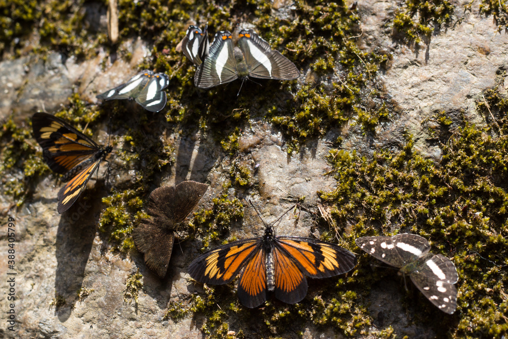 Mariposa silvestre en ambiente natural
