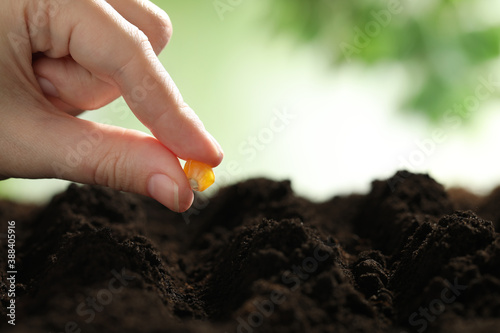 Woman putting corn seed into fertile soil against blurred background, closeup with space for text. Vegetable planting photo