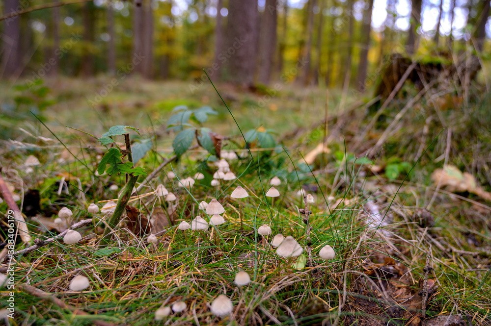 Waldpilze Waldpilze