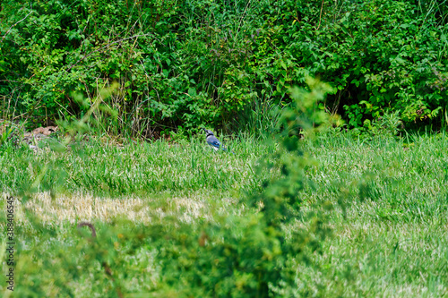 Bluejay Bird Sits on the Ground in the Grass Showing Off Bright Blue Feathers Around Green Foliage