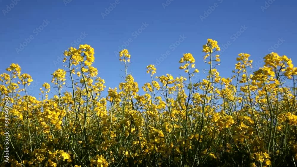 Yellow field of flowering rape. Beautiful landscape, Latvia. Sunny summer windy day, blue sky Yellow field of flowering rape. Beautiful landscape, Latvia. Sunny summer windy day, blue sky