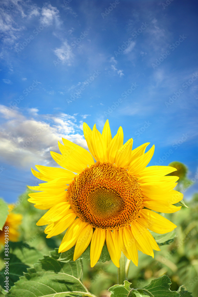 Beautiful sunflower in field under blue sky with clouds Beautiful sunflower in field under blue sky with clouds
