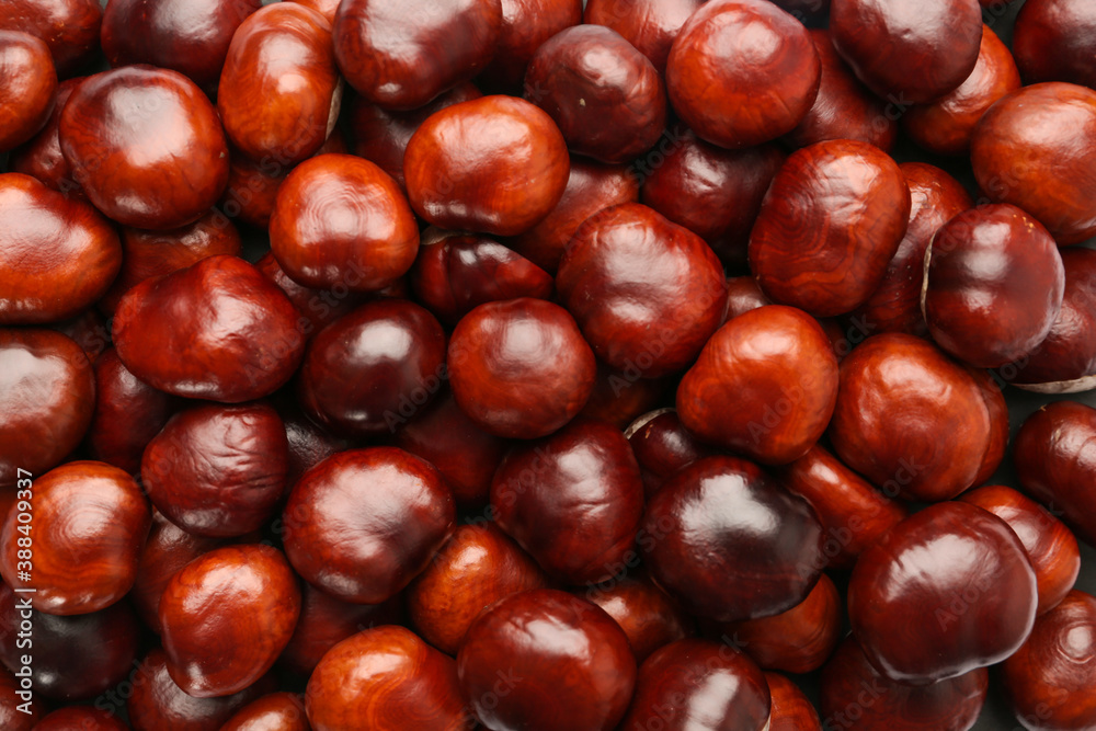 Pile of horse chestnuts as background, top view Pile of horse chestnuts as background, top view