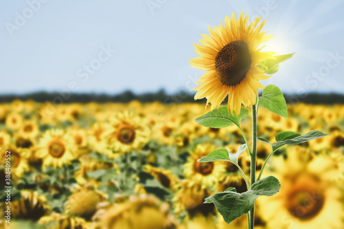 Beautiful sunflower in field under blue sky